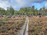 Wappentiere bei der Landschaftspflege Wappentiere bei der Landschaftspflege