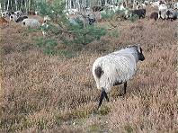 Hier wird man noch vom Wappentier begrüßt ... Hier wird man noch vom Wappentier begrüßt ...