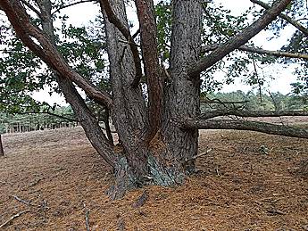 Jeder Baum ein Unikat ... Jeder Baum ein Unikat ...