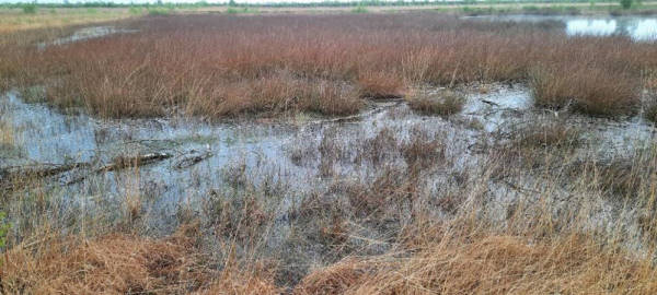 Im Stapeler Moor ...