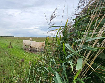 ... und Viehhaltung in den Salzwiesen ...