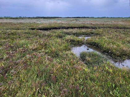 Durch Deichbau ver�nderter Mooruntergrund ...