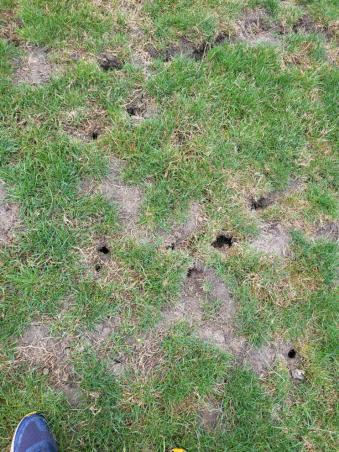 Unerw�nschte Bewohner durchl�chern den Deich