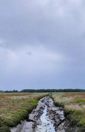 Die Moorinsel liegt im Sterben ... 