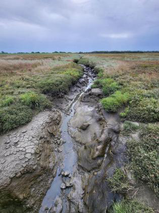 S��wasser-�kosystem neben einem Salzwassersystem ...