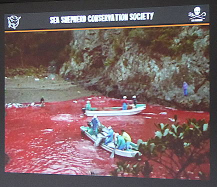 Die Schlchter von Taiji bei der Arbeit ...