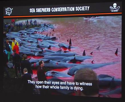 Widerliche Schlachtszenen auf den Farern ...