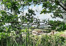 Kuh-Vielfalt ... Kuh-Vielfalt ...