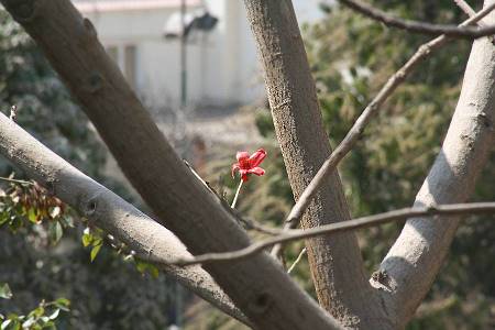 Der angenehme Frhling bis 30C hlt sich wacker ... 