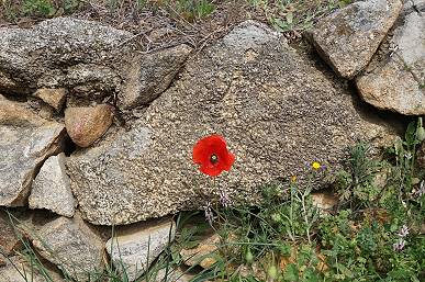 Gru von einsamer Mohnblume am Wegesrand ...