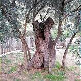 Vergnglichkeit als Kunstwerk ..?