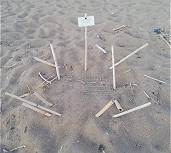 Schildkrtennester ...