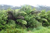 Was bleibt: Nebel der Erinnerung ..?