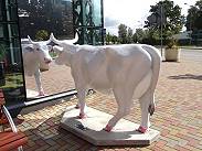 In sich verliebte Kuh ...