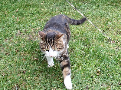 ... aber auf dem Campingplatz ist er der Frst