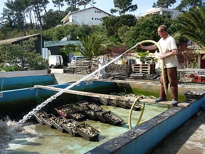 ... wssern, reinigen, sortieren, verpacken ...
