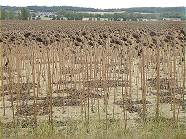 Viel Natur auch auf dem R�ckweg