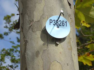 Jede Platane ist registriert