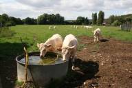 Neugierige Bevlkerung: Erst drei ...