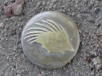 Stachelschwein und Salamander ... Stachelschwein und Salamander ...