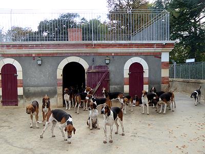 Alle Hunde sind schon da ...