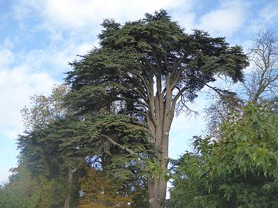 Tolle Bume im Park ...