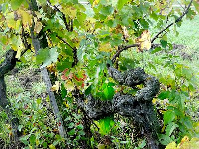 ... knorrige Weinstcke, schne Reben ...
