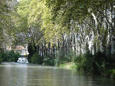 Die Platanen am Canal du Midi: Schattenspender ... Die Platanen am Canal du Midi: Schattenspender ...
