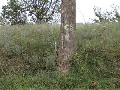 ... zum Tode verurteilt ... ... zum Tode verurteilt ...