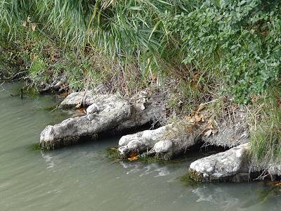 Wurzeln versorgen den Baum mit Wasser und erinnern an Pfötchen ... Wurzeln versorgen den Baum mit Wasser und erinnern an Pfötchen ...
