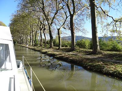 Ein trauriger Anblick: kranke Bäume am Ufer ... Ein trauriger Anblick: kranke Bäume am Ufer ...