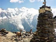 Bergziege am Col Brevent
