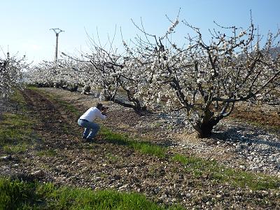 Blhende Obstbume und ein Besuch bei La Balmenne ...