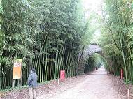 Beeindruckende Bambusstauden ...