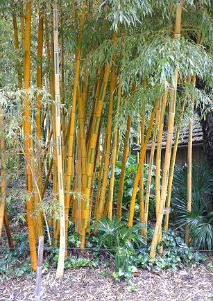 Besonders seltene Bambusart: Gne Bnder in jeder zweiten Rippe
