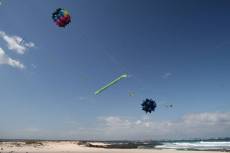 Auch der Black Opal wieder dabei ...