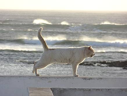 Maravilla 2015: Kater mit Seeblick ...