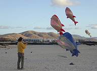 Werner Baches dieses Mal mit Haien ...