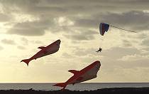 Und der Drachenflieger luft ber die Leinen um den Haien zu entkommen ... ;-))