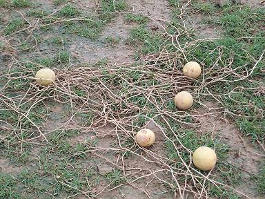 Geheimnisvolle Gewchse im Gelnde ...