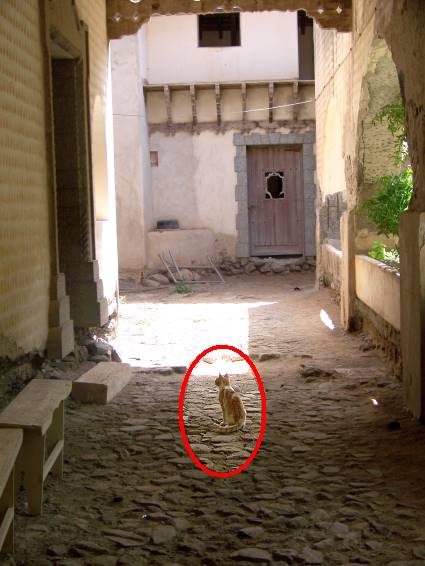 Die Katze von Max Maifeld ..?