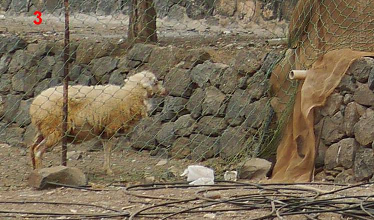 Wolf im Schafspelz vor Sprachrohr