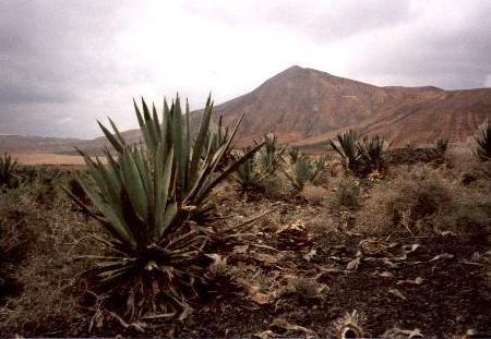 In der Nhe vom Montana Pajarita ...