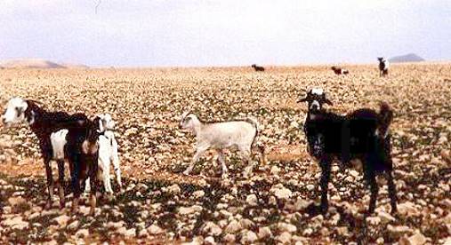 ... doch dann die ersten Bewohner ...