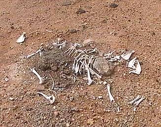 Und wieder: Jede Menge Knochen ...