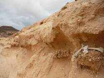 Knochen und Muscheln an dieser Stelle ..?