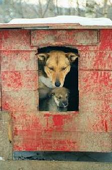 Mutter Svenja mit Sohn Hamster - Vater Frosty ist mal eben weg ...