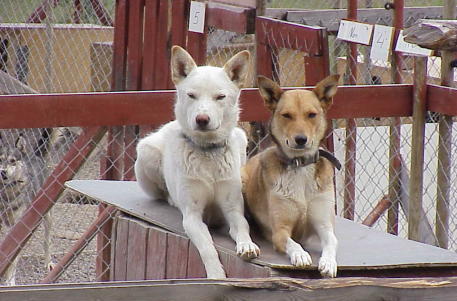 Frosty und Svenja: Ein glckliches Paar ...