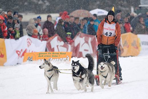 Leider nicht immer mglich: Musherin unterwegs mit ihren Huskys