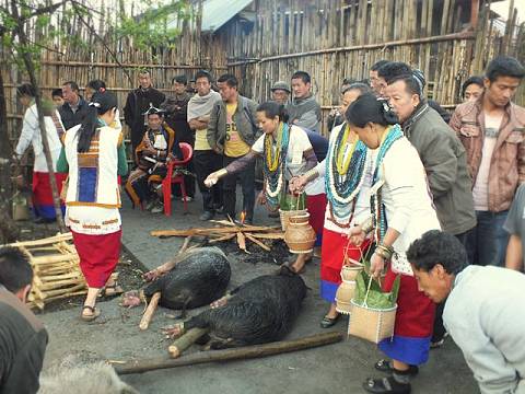 Opfertiere: Echt arme Schweine hierzulande ...